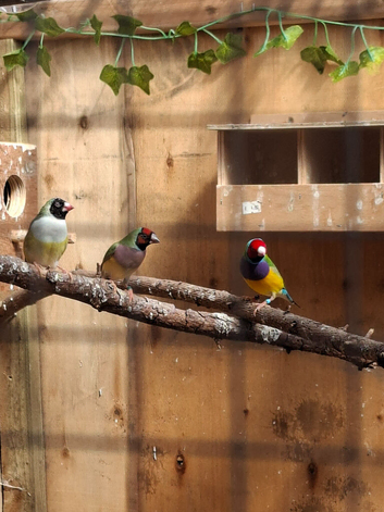 Gouldian finch