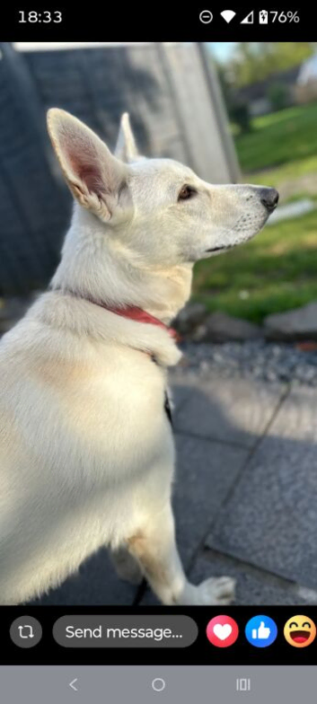 White KC registered German shepherd female