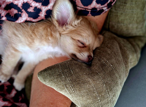 Chihuahua