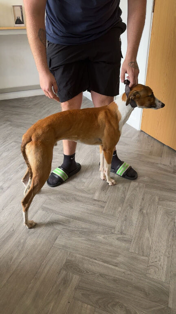 Whippet male 19months