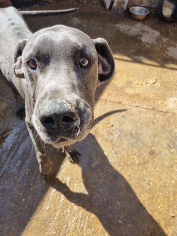 Male grey great dane for rehoming