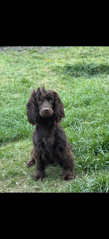 2 Beautiful cocker spaniel male puppy&rsquo;s.