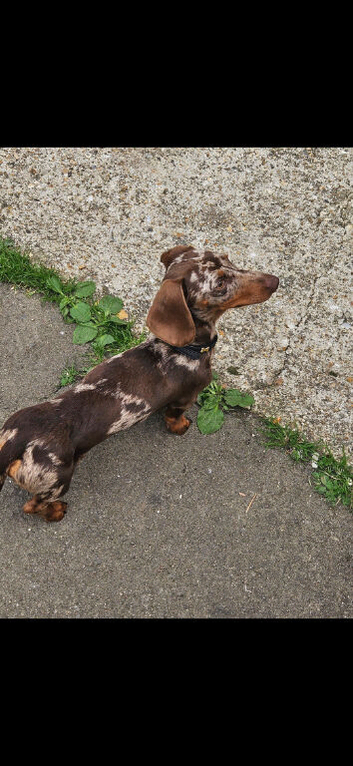Loving home needed for sid