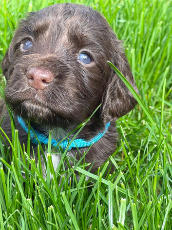 Only 2 pups left