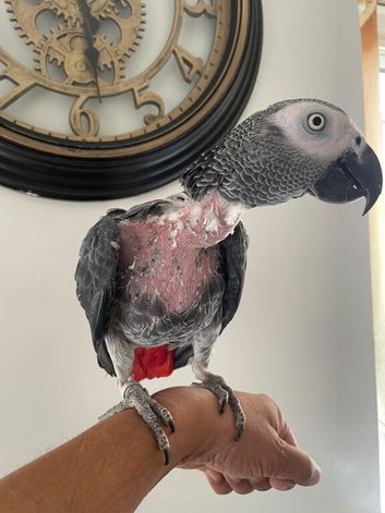 Tame African grey parrot