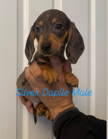 Miniature dachshund
