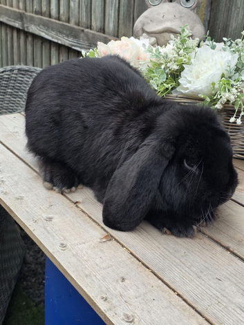 French Lop Buck