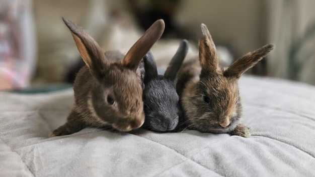 Baby bunnies