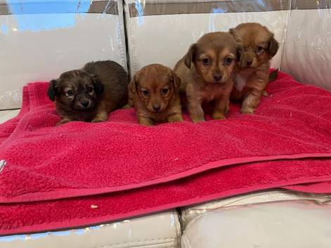 Long hair dachshunds