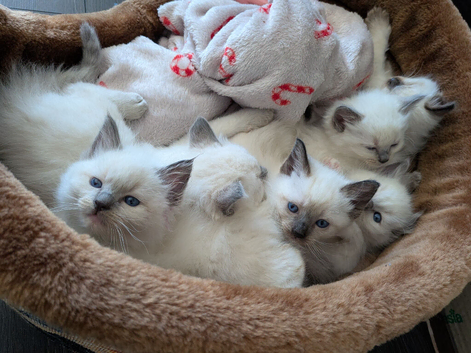 Beautiful Ragdoll Kittens