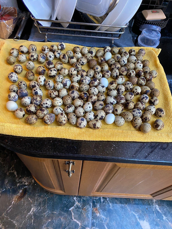 quail eggs