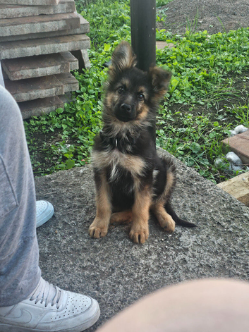 German Shepard Puppy