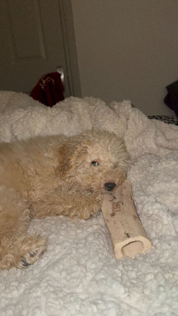 Toy poodle puppy