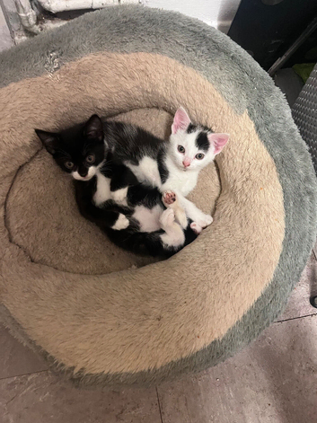 Two kittens