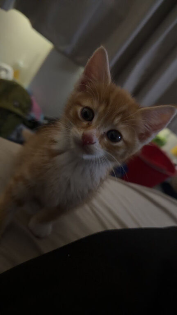 arlo the kitten