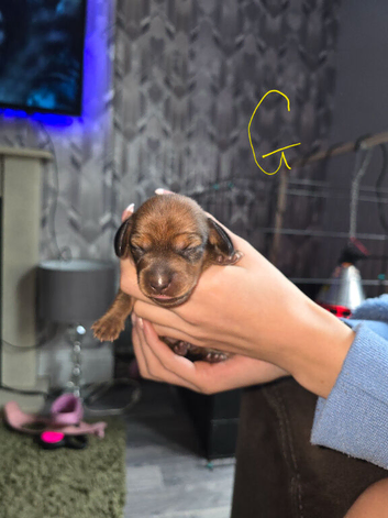 Minature dachshunds