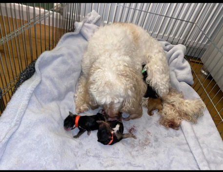 Cockapoo puppy&rsquo;s
