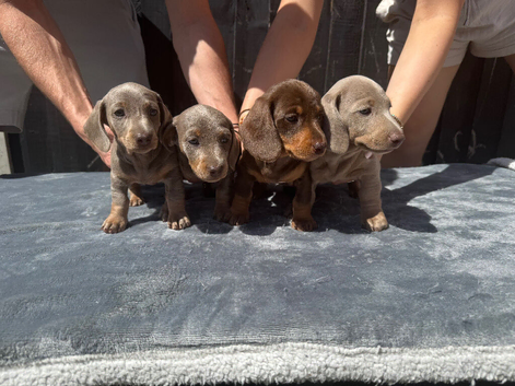 3 girls 1 boy