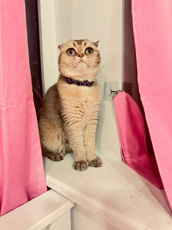 Beautiful 3-Year-Old Scottish Fold Girl - Golden Chinchilla