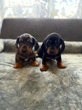 Miniature dachsund