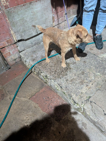 Lakeland dog