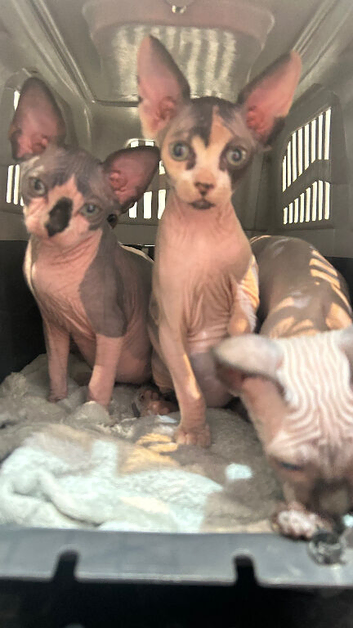 Sphynx kittens Ready for New home