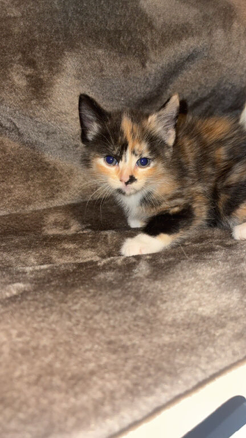 Kittens