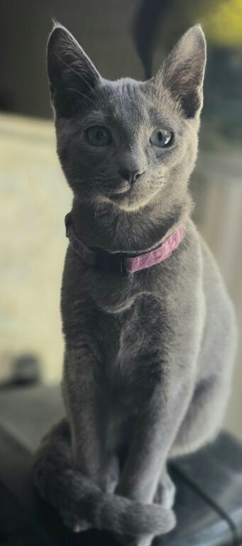 Pedigree Russian Blue Boys, 4.5 Months Old &ndash; North London