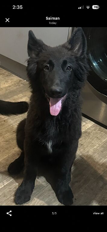 German Shepherd puppy!