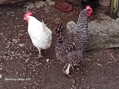 Speckled hens for sale