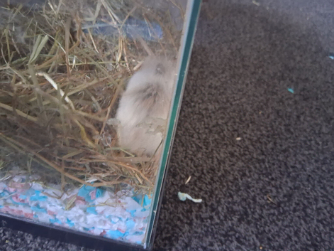 Male Robo Hamster 4 months old