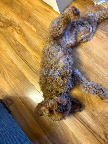 Cockapoo