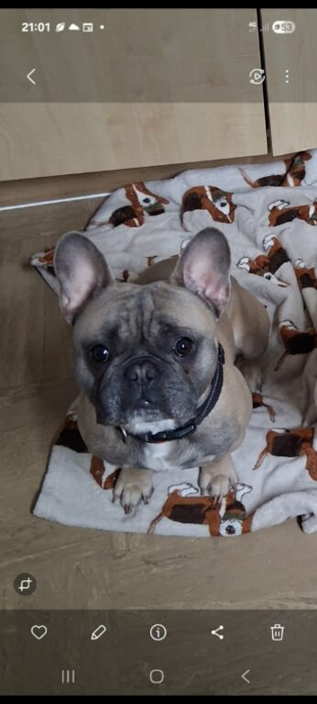 Her is my stunning male french bulldog