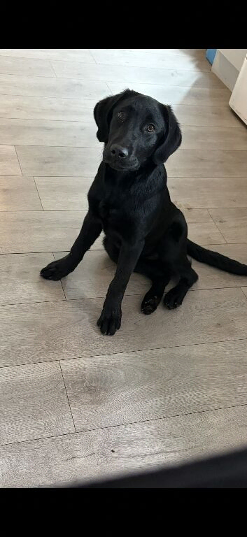 9 month old female kc reg lab
