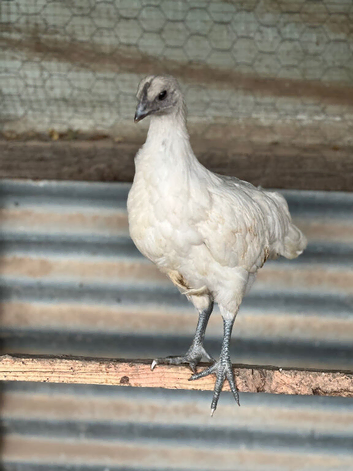 Pullets available in lots of breeds