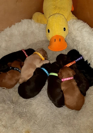 Sweet cuties for new homes,,,,