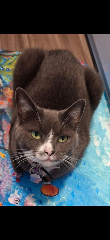 Grey and White Female Cat