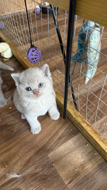 Pure BSH lilac kittens