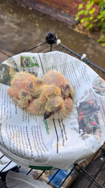 Ace Bird OLR/ PIPA