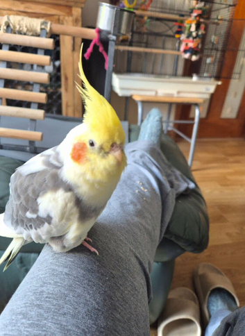 Hand Tame Cockatiel Pair (M 2yrs & F 3yrs) &ndash; 2 x Spacious Cages & Complete Setup &ndash; &pound;350