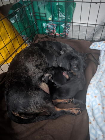4 smooth dachshund puppies