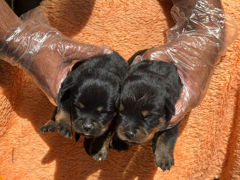 Top quality kc Rottweiler pups german/serbian