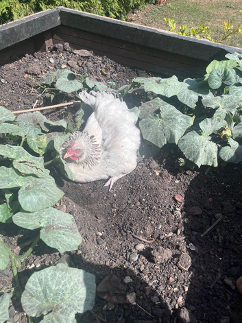 I am selling two white chickens