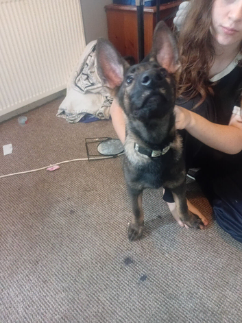 German shepard puppy