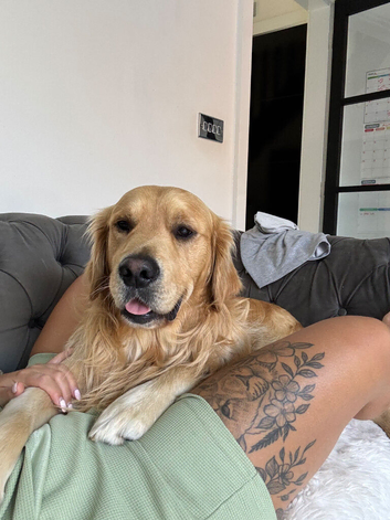 For sale golden retriever