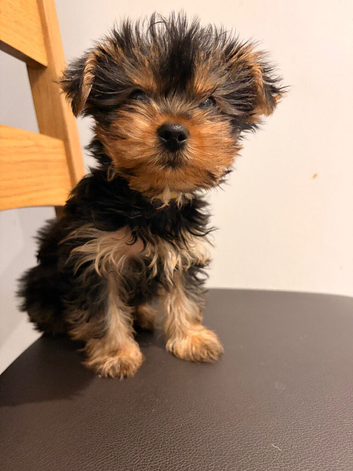 YORKSHIRE TERRIER ONLY BOY
