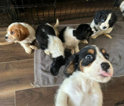 4 Sprockalier puppies!