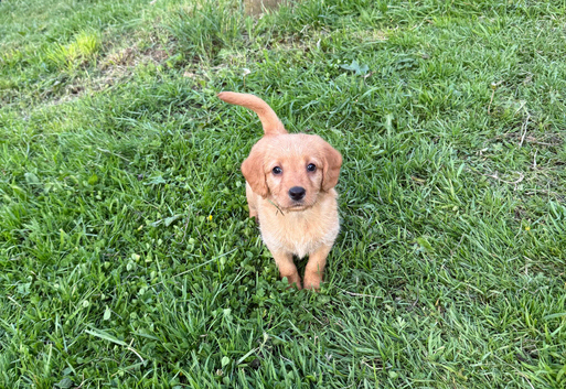 Miniature labradoodle