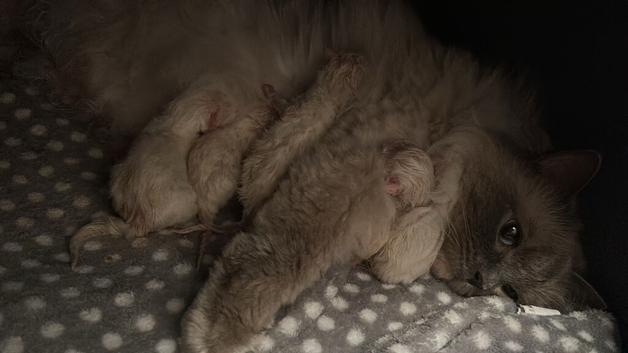 Ragdoll kittens