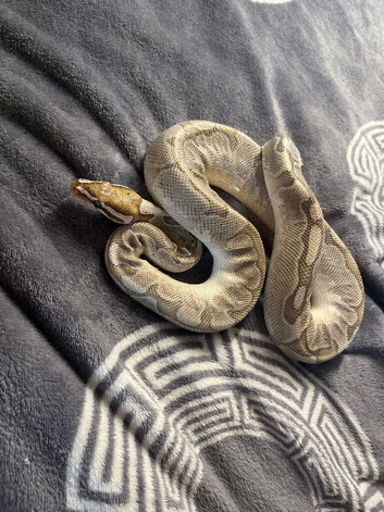 Bamboo Ball Python